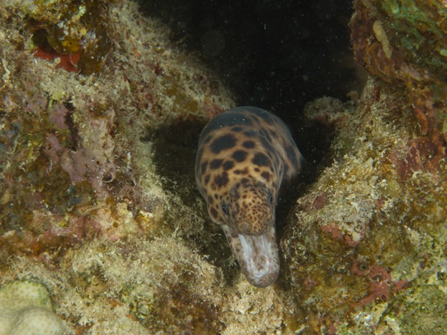Scuticaria tigrina